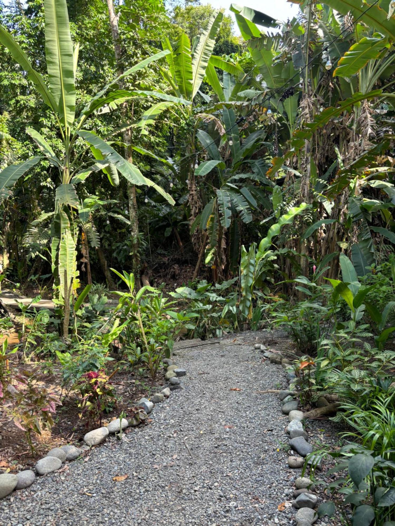 Casa Eden - Modern Peaceful Jungle Apartments Cocles Exteriér fotografie